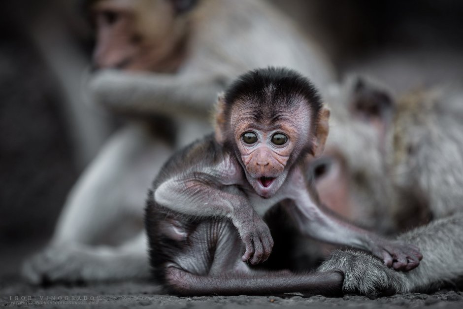 Грустная мартышка