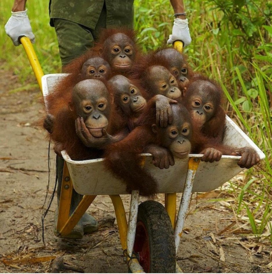 Обезьяны веселятся