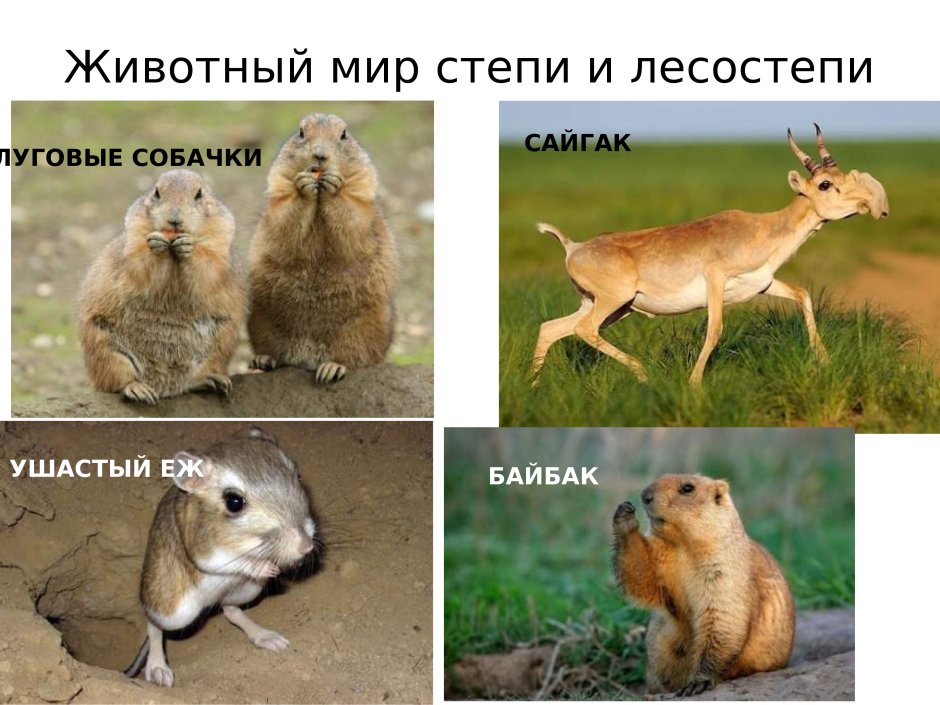 Зоны лесостепей и степей животный мир
