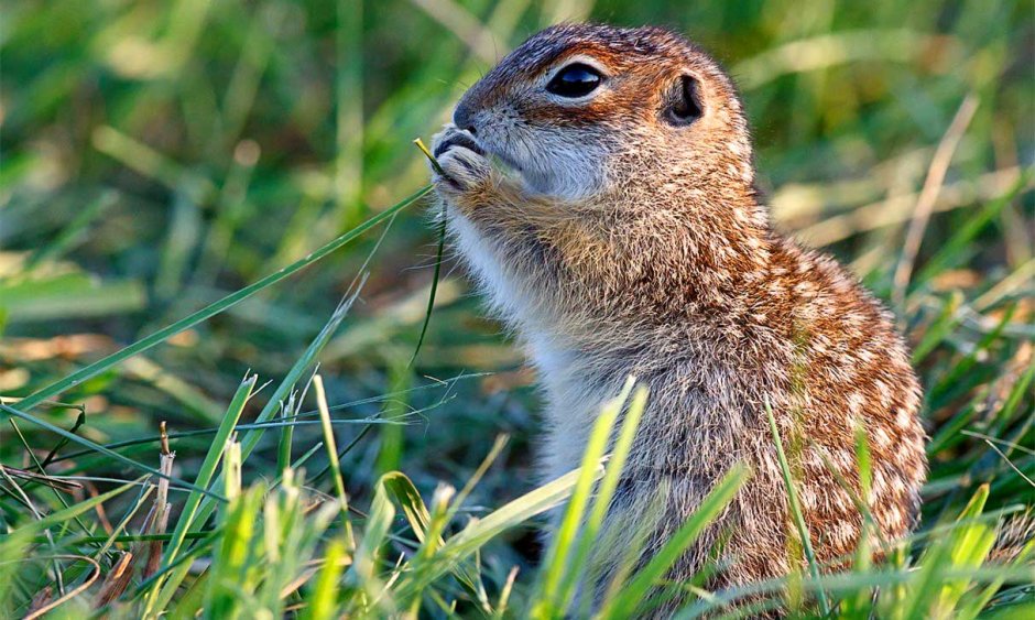 Луговые собачки Северной Америки