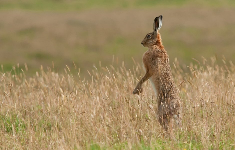 Сибирская косуля capreolus pygargus