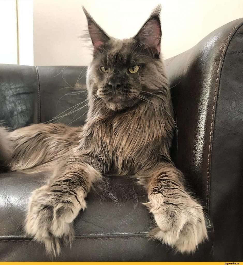 Грумминг Мейн кунов