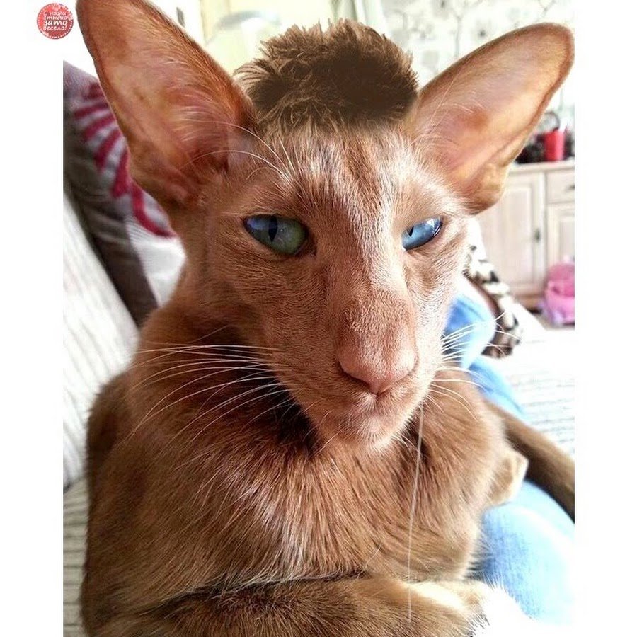 Ориентальный кот грузин