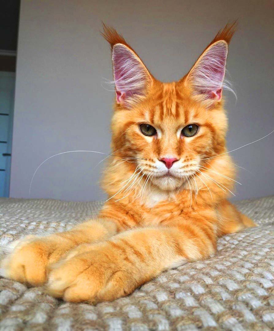 Мейн кун рыжий