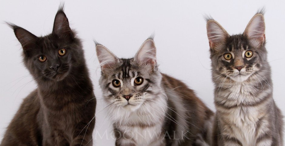 Мейн кун и Ориентал