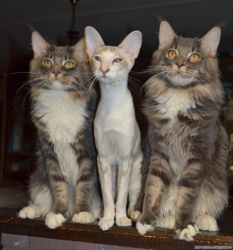 Ориентал и Мейн кун метис