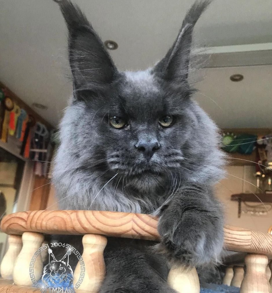 Мейн кун и Ориентал