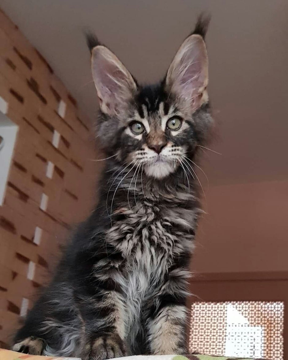 Котята метисы Мейн куна