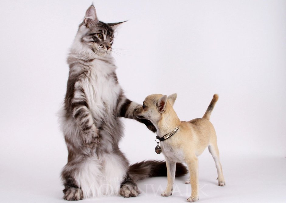 Мейн кун и сфинкс