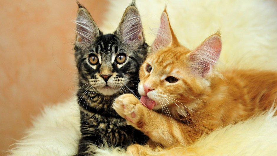 Кот Мейн кун