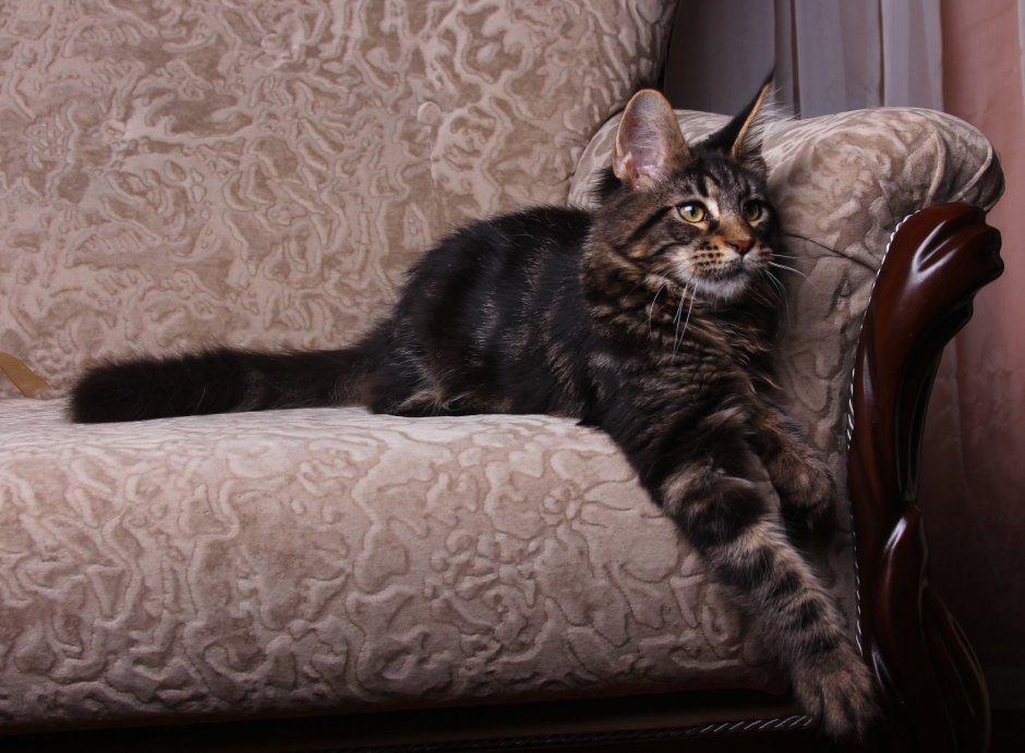 Метис Мейн куна и сибирской