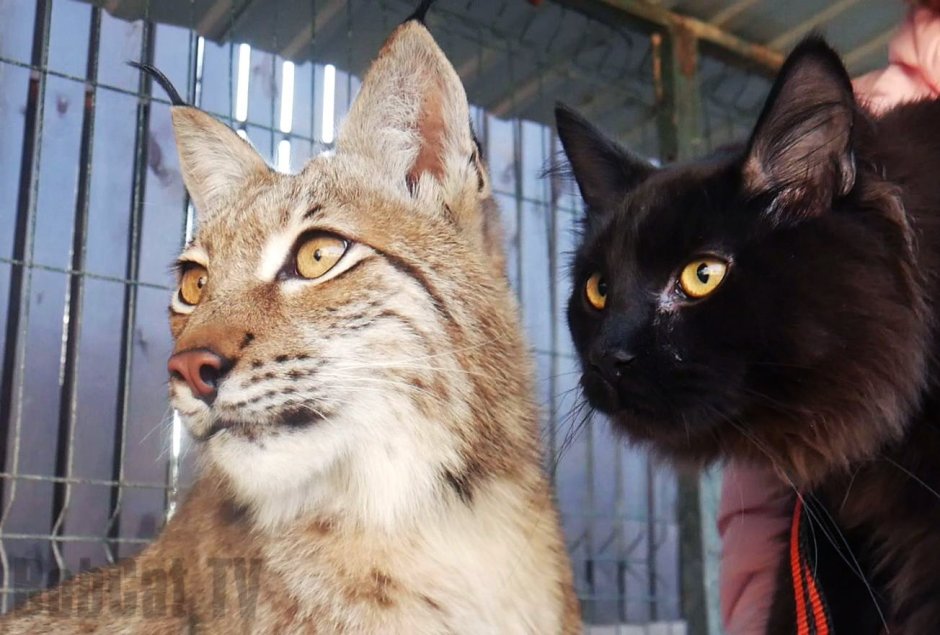 Кот Рысь Мейн кун