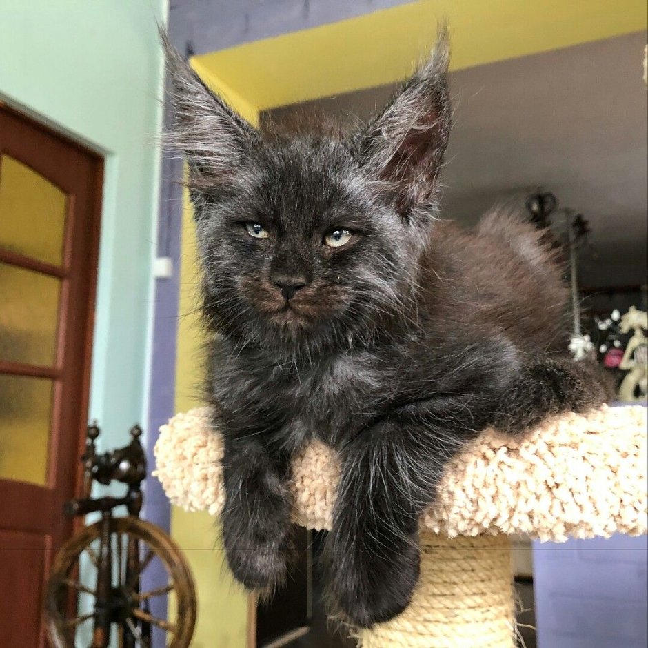 Кошка Мейн кун Валькирия