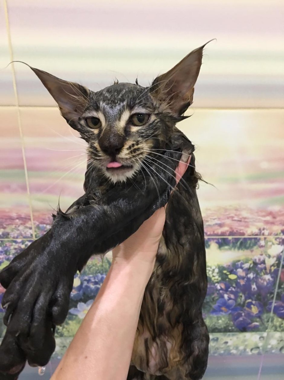 Метис ориентала и Мейн куна