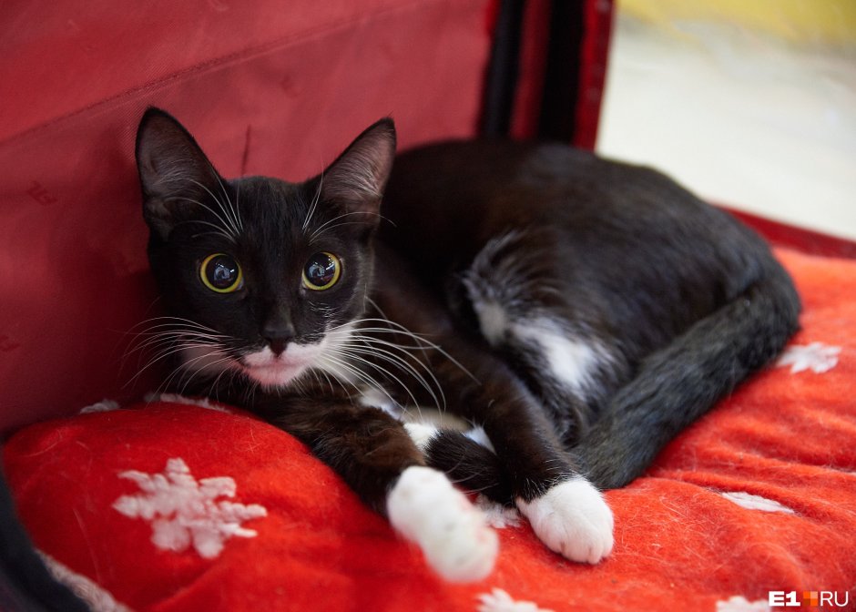 Ориенталы манчкины