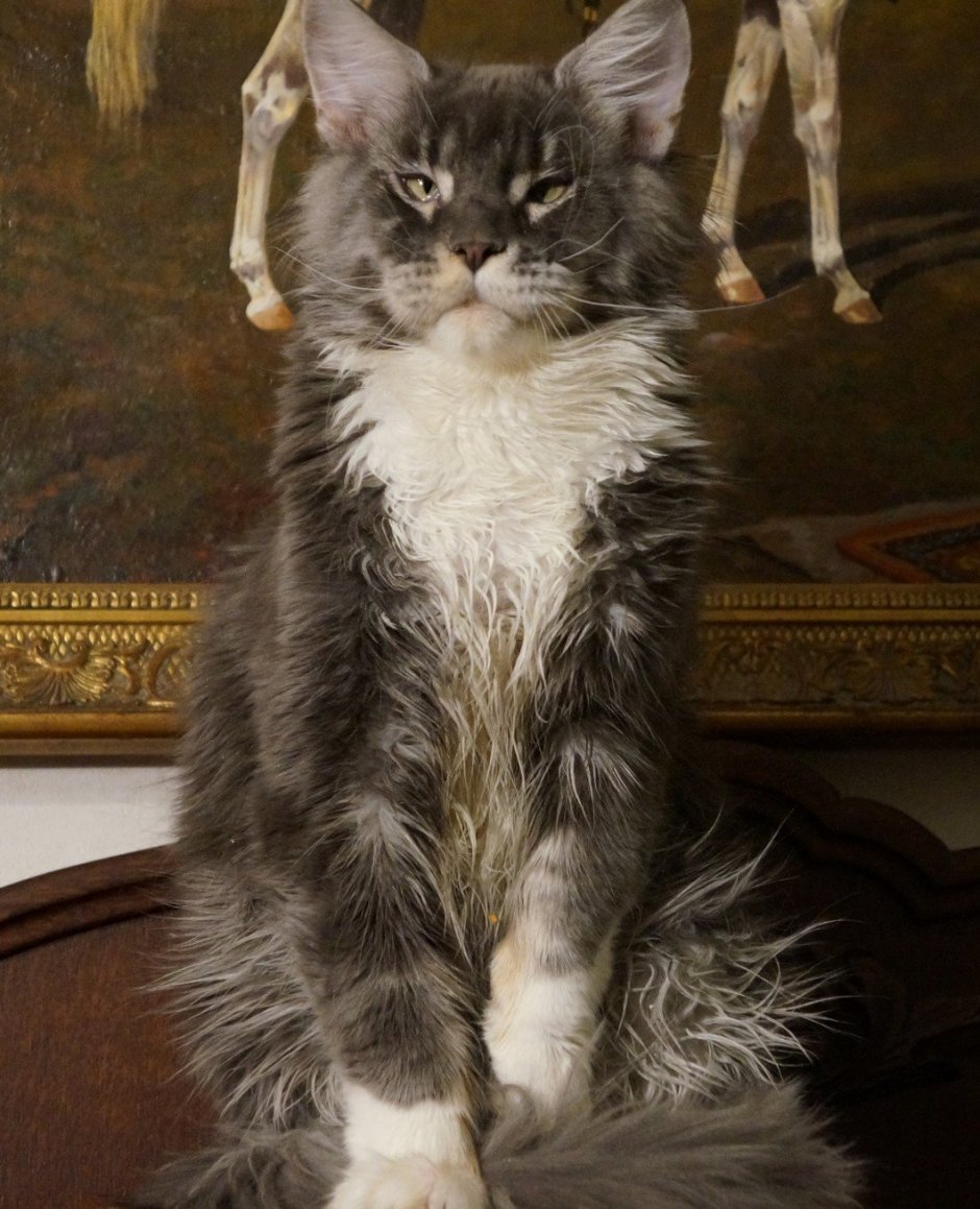 Мейн кун и Ориентал