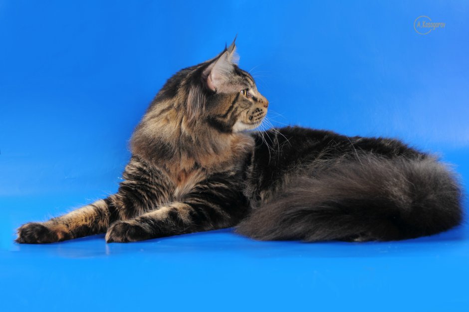 Мейн кун Размеры