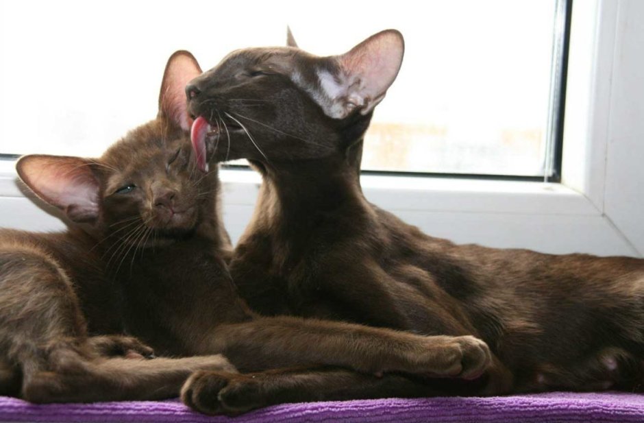 Ориенталы Гавана