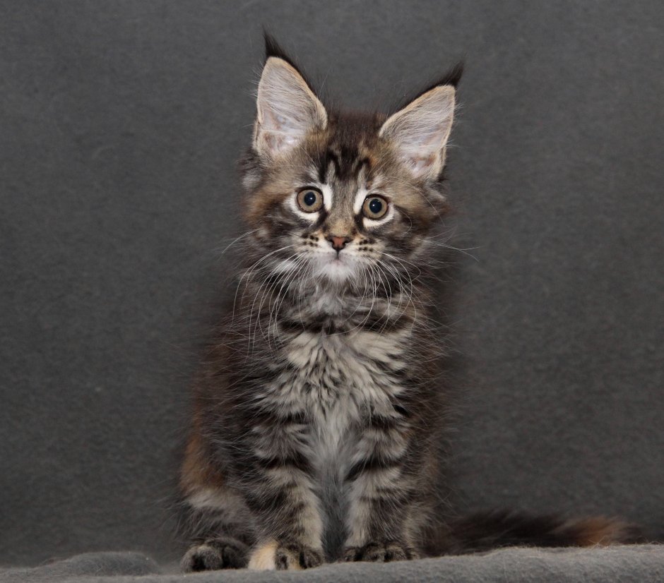 Мейн кун и Ориентал