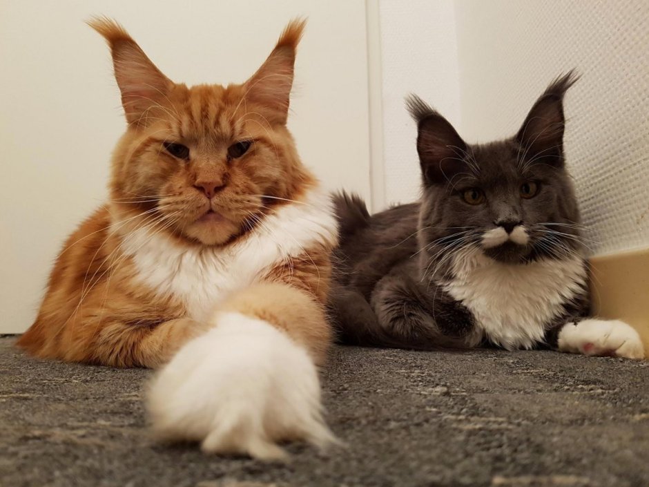 Мейн кун 30 кг