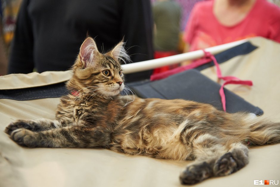 Манчкин и Мейн кун