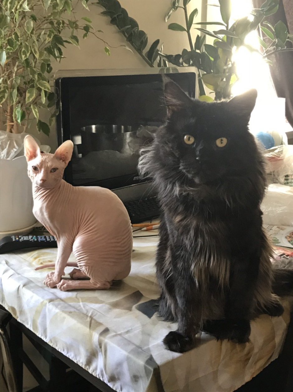 Ориентал и Мейн кун метис