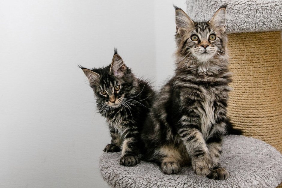 Мейн кун гладкошерстный