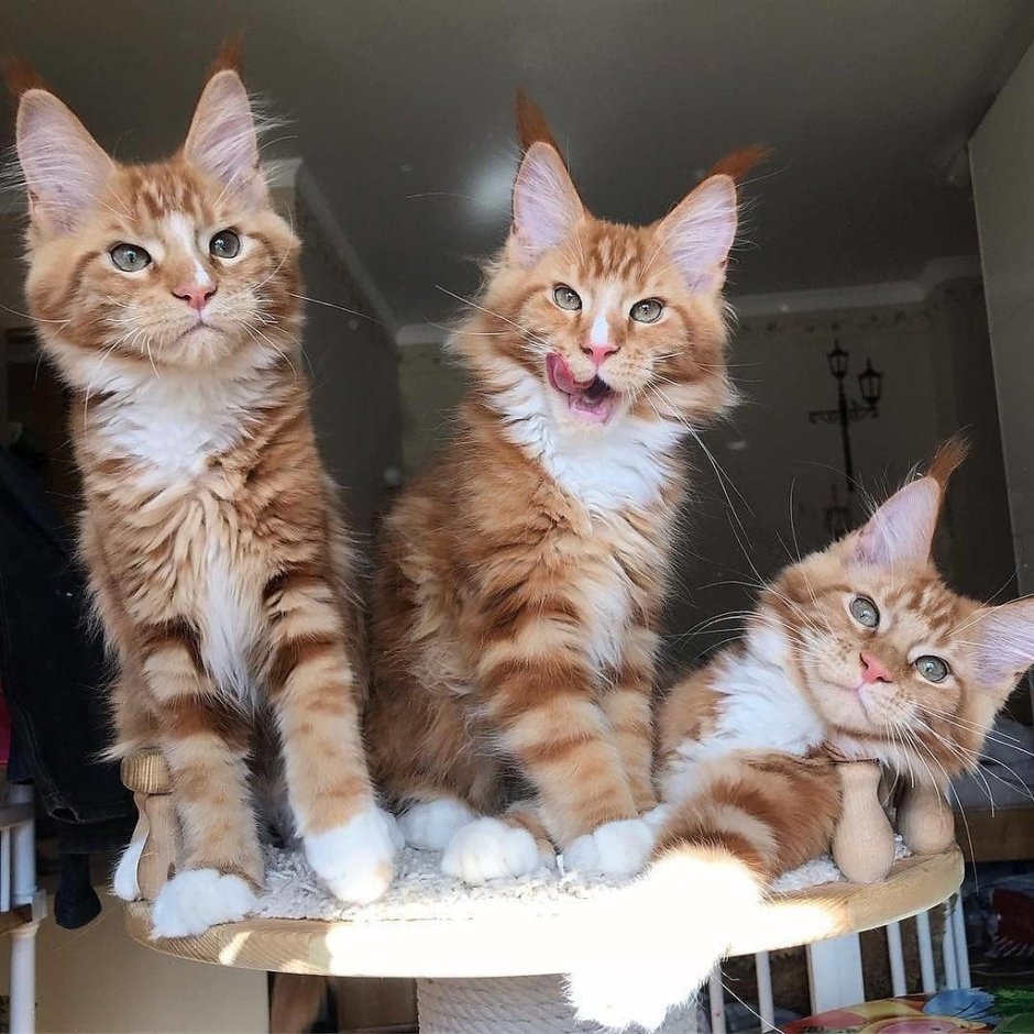 Мейн кун обычный