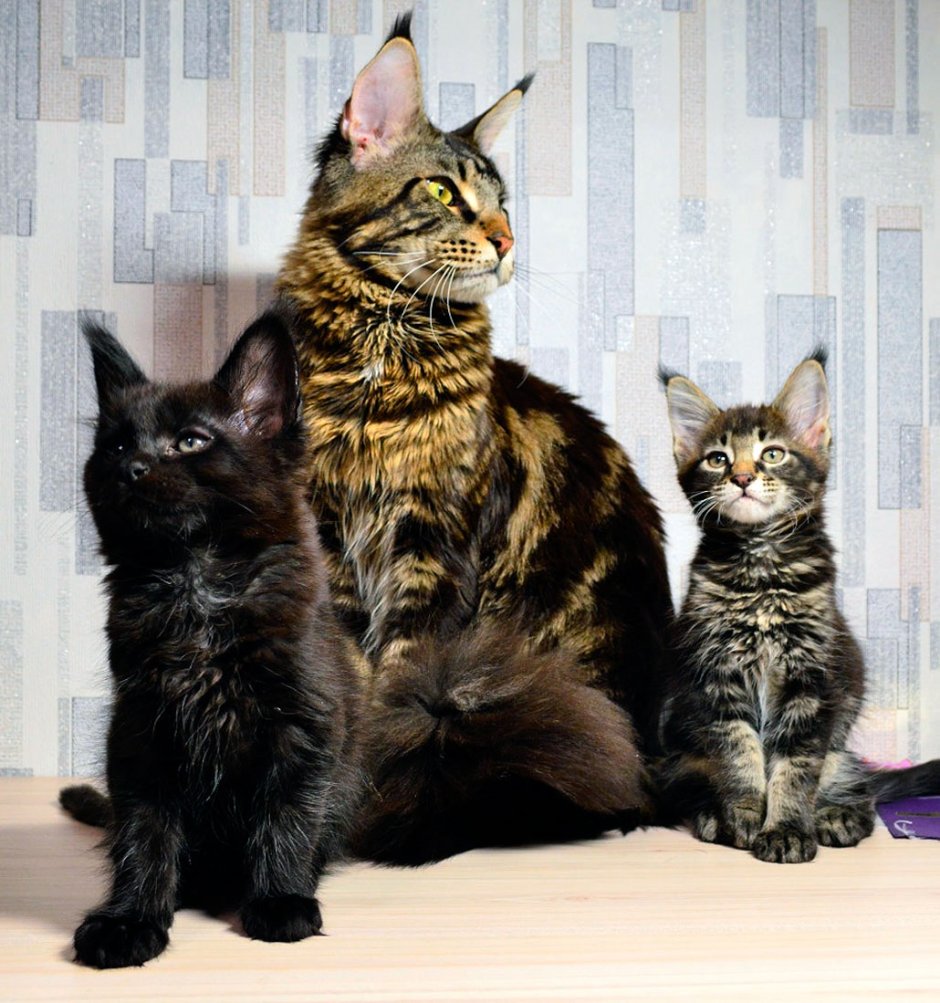 Европейский Мейн-кун кошка