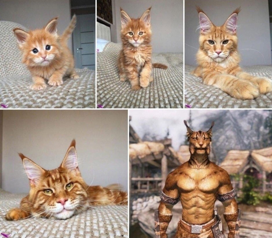 Этапы взросления Мейн куна