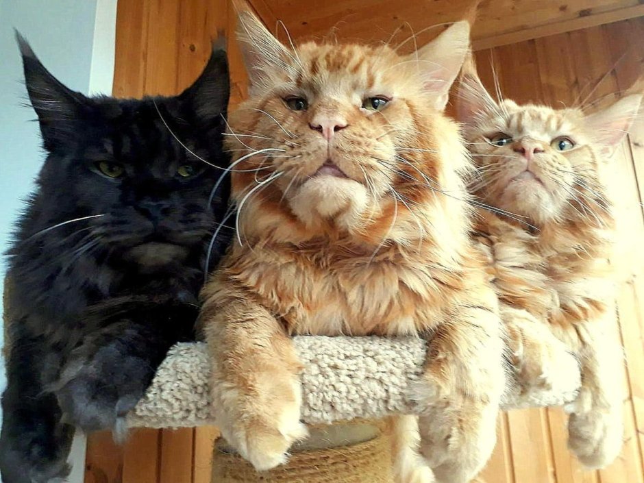 Семья Мейн кунов фото