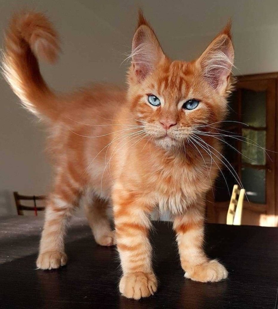 Кошка Мейн кун