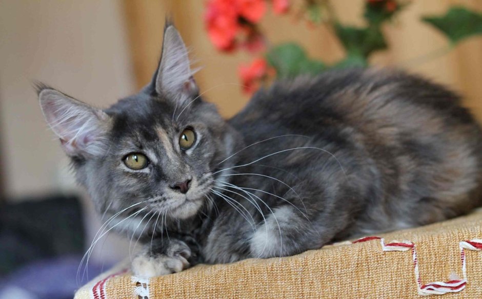 Bajuncat..питомник Мейн кунов