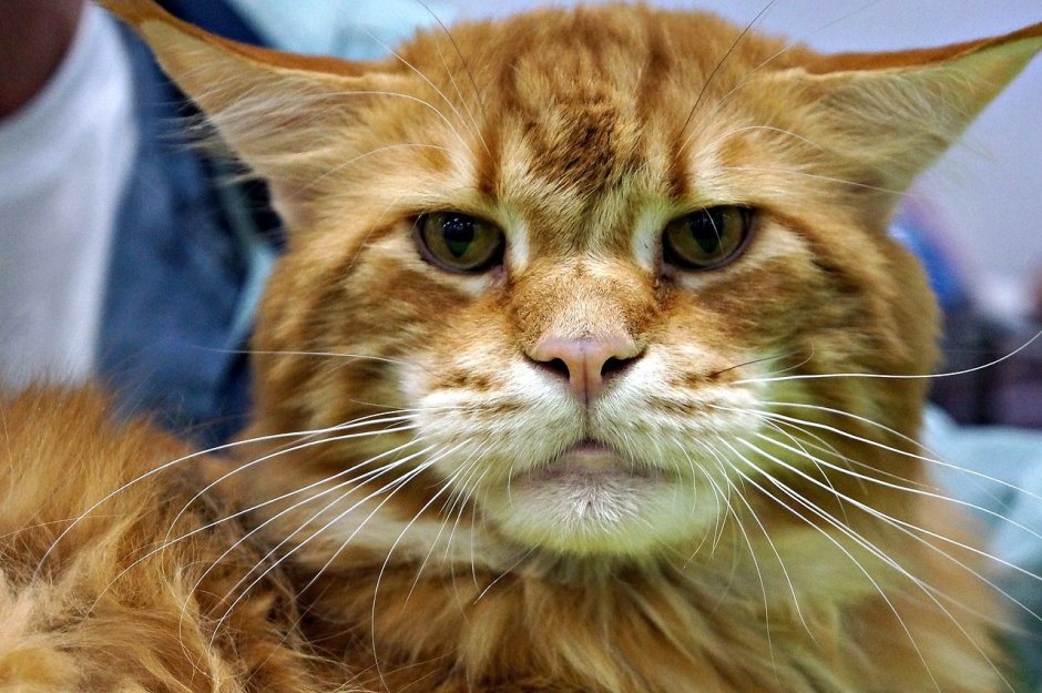 Недовольный Мейн кун