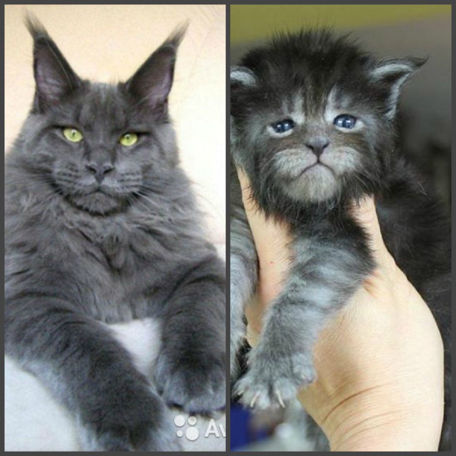 Мейн кун и шотландец помесь