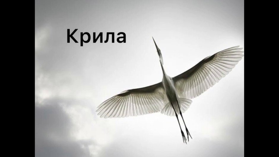 Журавль в небе