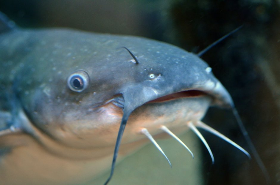 Catfish рыба
