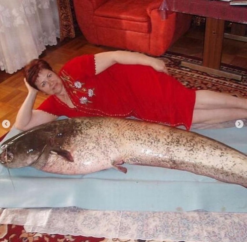 Mekong giant Catfish