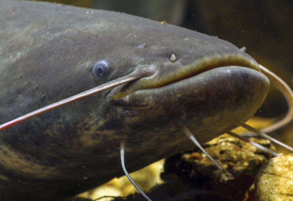 Европейский сом Silurus GLANIS