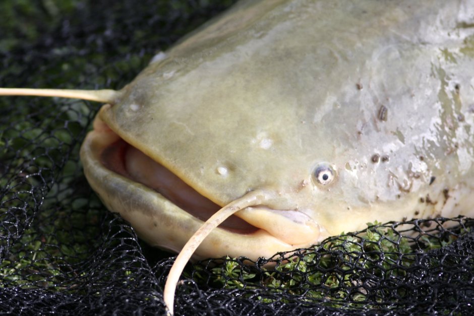 Сом обыкновенный Silurus GLANIS