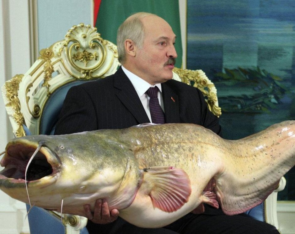 Сом обыкновенный Silurus GLANIS