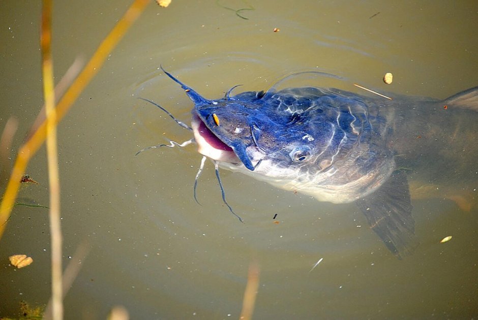 Wels Catfish