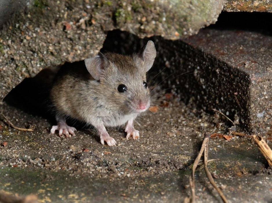 Mus musculus домовая мышь