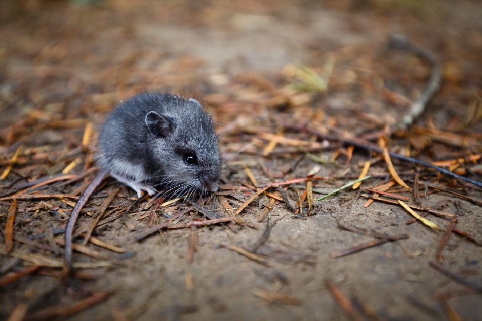 Серая крыса (Rattus norvegicus berkenhout, 1769)