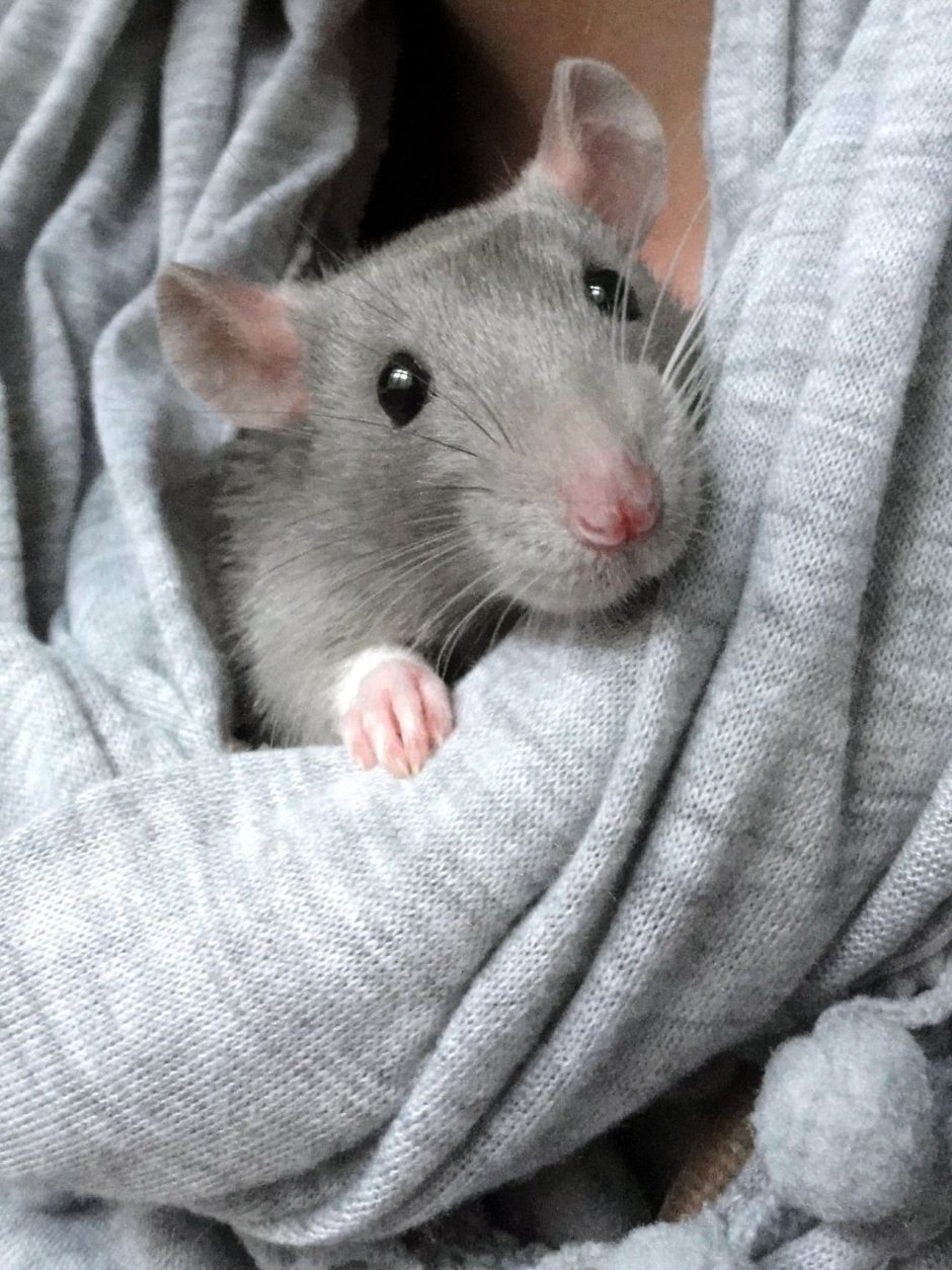 Mus musculus домовая мышь