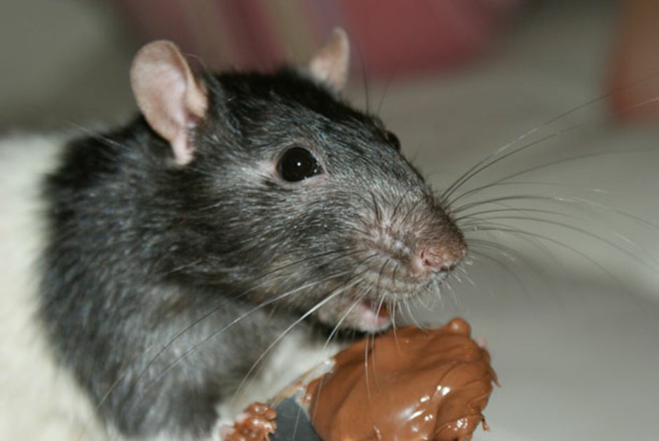 Серая крыса Rattus norvegicus