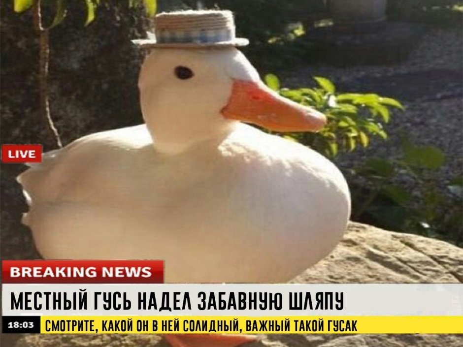 Гусь в шляпе