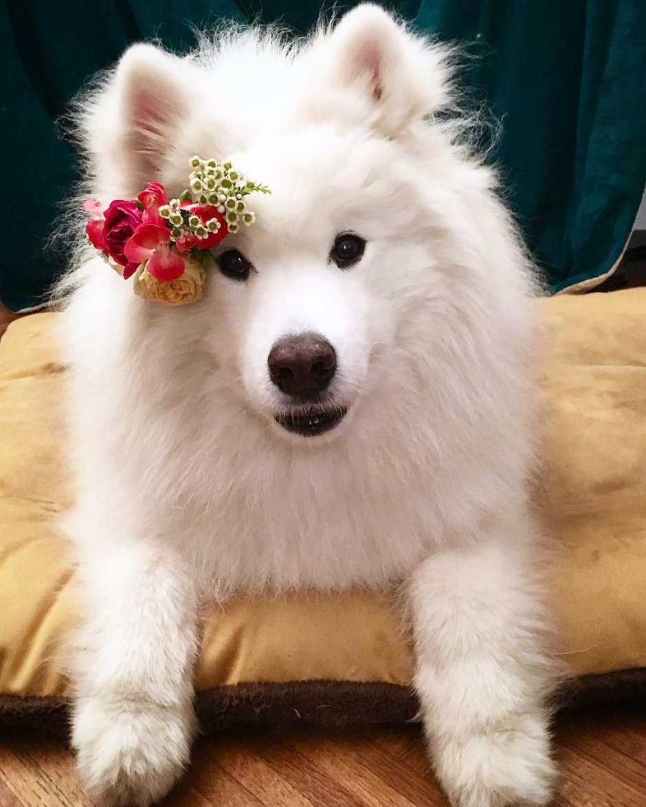 Самоед рыжий