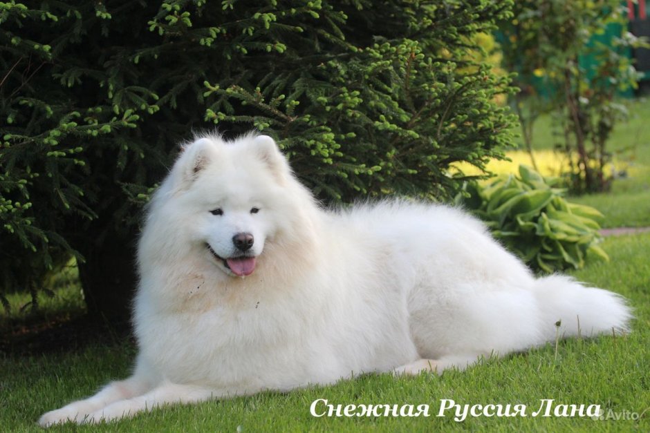 Самоедская собака Медвежий Тип