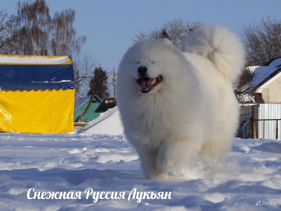 Самоед Медвежий